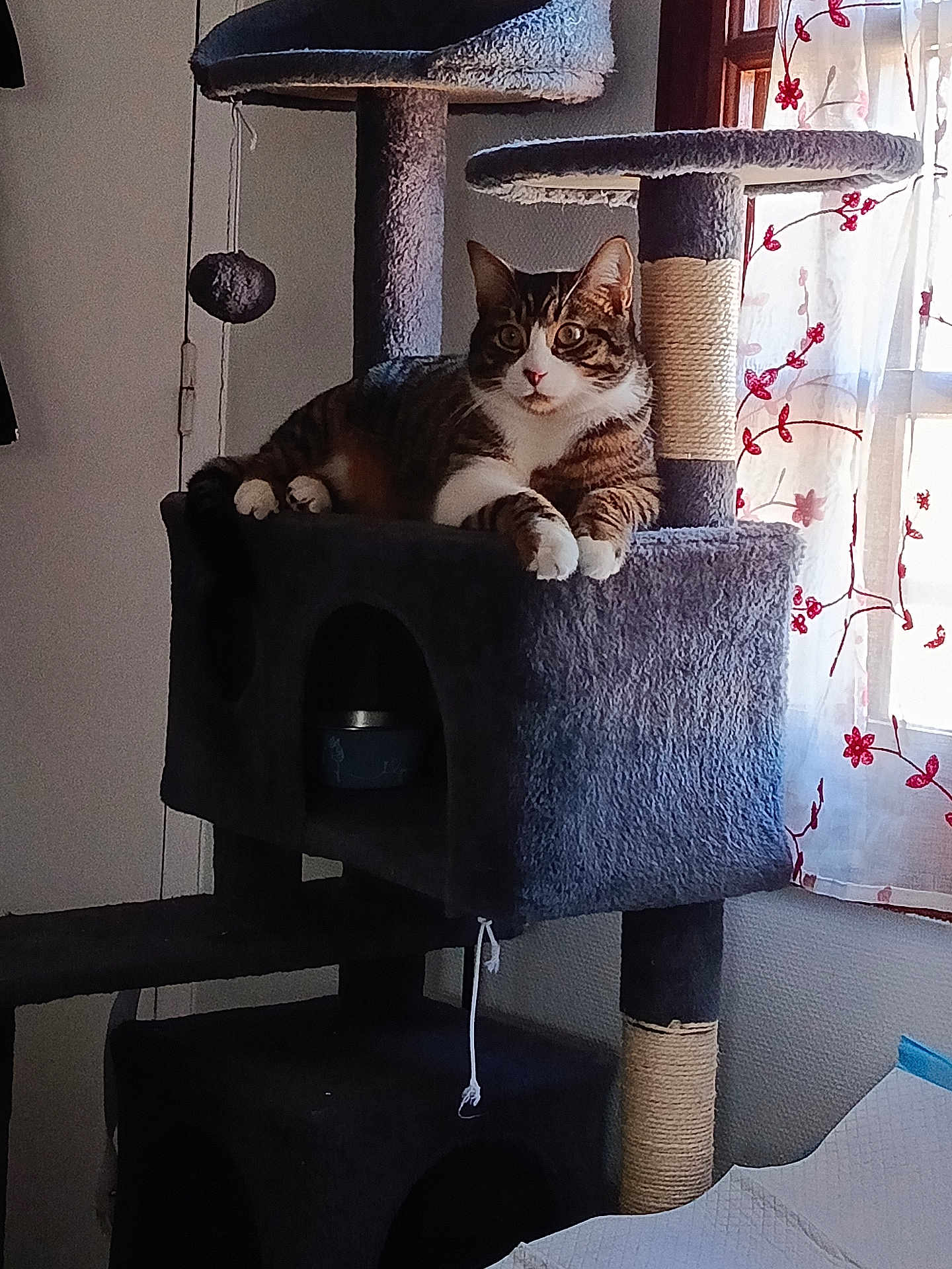 Eren participe au concours pour gagner de l'argent avec cette photo : cat, tabby_cat, cat_tree, scratching_post, indoor, window, curtain, floral_pattern, pet, feline, relaxed, resting, animal, toy, hanging_toy, furniture, daylight, cozy, home, domestic