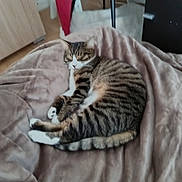 Eren a rejoint le concours — aidez-le/la à gagner de superbes lots ! cat, tabby_cat, sleeping, blanket, furniture, indoor, cozy, pet, animal, striped, fur, tail, paws, resting, home, comfort, soft, relaxed, mammal, domestic