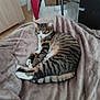 cat, tabby_cat, sleeping, blanket, furniture, indoor, cozy, pet, animal, striped, fur, tail, paws, resting, home, comfort, soft, relaxed, mammal, domestic