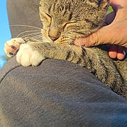 Chipie a rejoint le concours — aidez-le/la à gagner de superbes lots ! cat, tabby_cat, person, hoodie, hand, outdoor, sunlight, sky, pet, animal, feline, cozy, warm_light, paw, portrait, close_up, content, affection, nature, casual