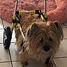 animal, canine, companion, cute, dog, domestic, floor, fur, indoor, mobility_aid, pet, pet_accessory, pink_bed, recovery, scruffy, small_dog, support, tile, walking_aid, wheelchair