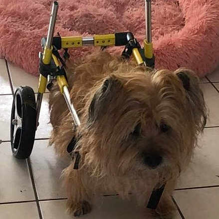 Hanaé participe au concours pour gagner de l'argent avec cette photo : animal, canine, companion, cute, dog, domestic, floor, fur, indoor, mobility_aid, pet, pet_accessory, pink_bed, recovery, scruffy, small_dog, support, tile, walking_aid, wheelchair