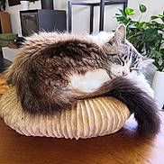 Lilly participe au concours pour gagner de l'argent avec cette photo : cat, sleeping, fluffy, cushion, wooden_table, indoor, plant, leafy_plant, modern_furniture, cozy, serene, pet, fur, tail, relaxed, domestic_animal, home_interior, resting, close_up, natural_light