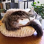 cat, sleeping, fluffy, cushion, wooden_table, indoor, plant, leafy_plant, modern_furniture, cozy, serene, pet, fur, tail, relaxed, domestic_animal, home_interior, resting, close_up, natural_light