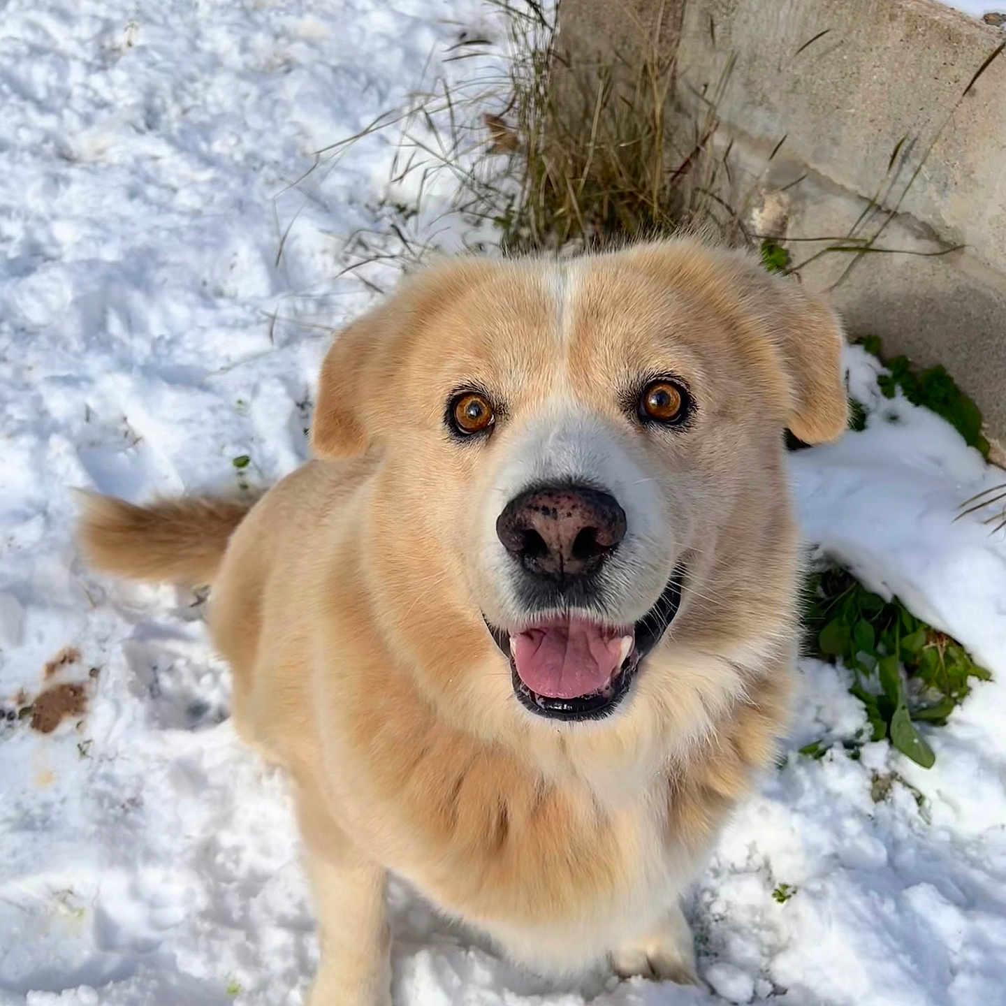 Tuttu joined the competition — help win amazing prizes! animal, bodypart, canine, dog, goldenretriever, hound, husky, labradorretriever, mouth, nature, outdoors, person, pet, plant, puppy, snout, snow, tree, treestump, winter