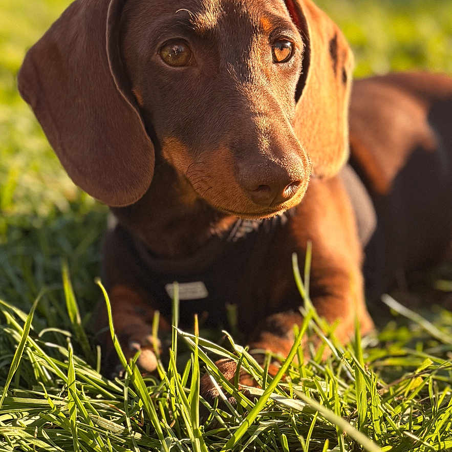 Aïko participe au concours pour gagner de l'argent avec cette photo : animal, brown, canine, closeup, cute, dachshund, daylight, dog, ears, field, grass, lying_down, nature, outdoor, pet, portrait, snout, summer, sunlight, young