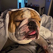 Bixby Barnaby joined the competition — help win amazing prizes! bed, blanket, brown_and_white, bulldog, closeup, cozy, dog, funny, indoors, living_room, nose, pet, portrait, relaxed, sleeping, sleepy, snout, television, tongue, wrinkles