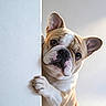 Bixby Barnaby joined the competition — help win amazing prizes! animal, close_up, cute, dog, ears, eyes, french_bulldog, funny, indoor, muzzle, nose, paw, peeking, pet, portrait, puppy, soft_lighting, wall, white_background, wrinkles