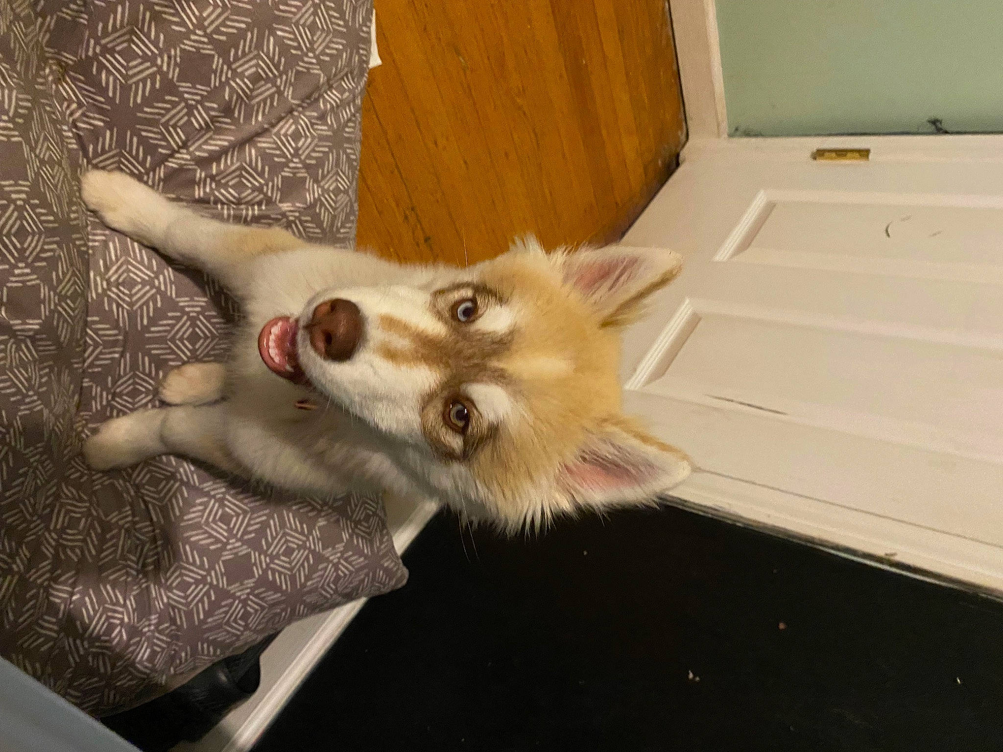 Cinnamon is registered to the contest to win money with this photo: canidae, carnivore, companion_dog, dog, dog_breed, ear, eye, fawn, felidae, gesture, jaw, paw, small_to_medium_sized_cats, snout, sporting_group, tail, toy_dog, whiskers, wood, working_animal