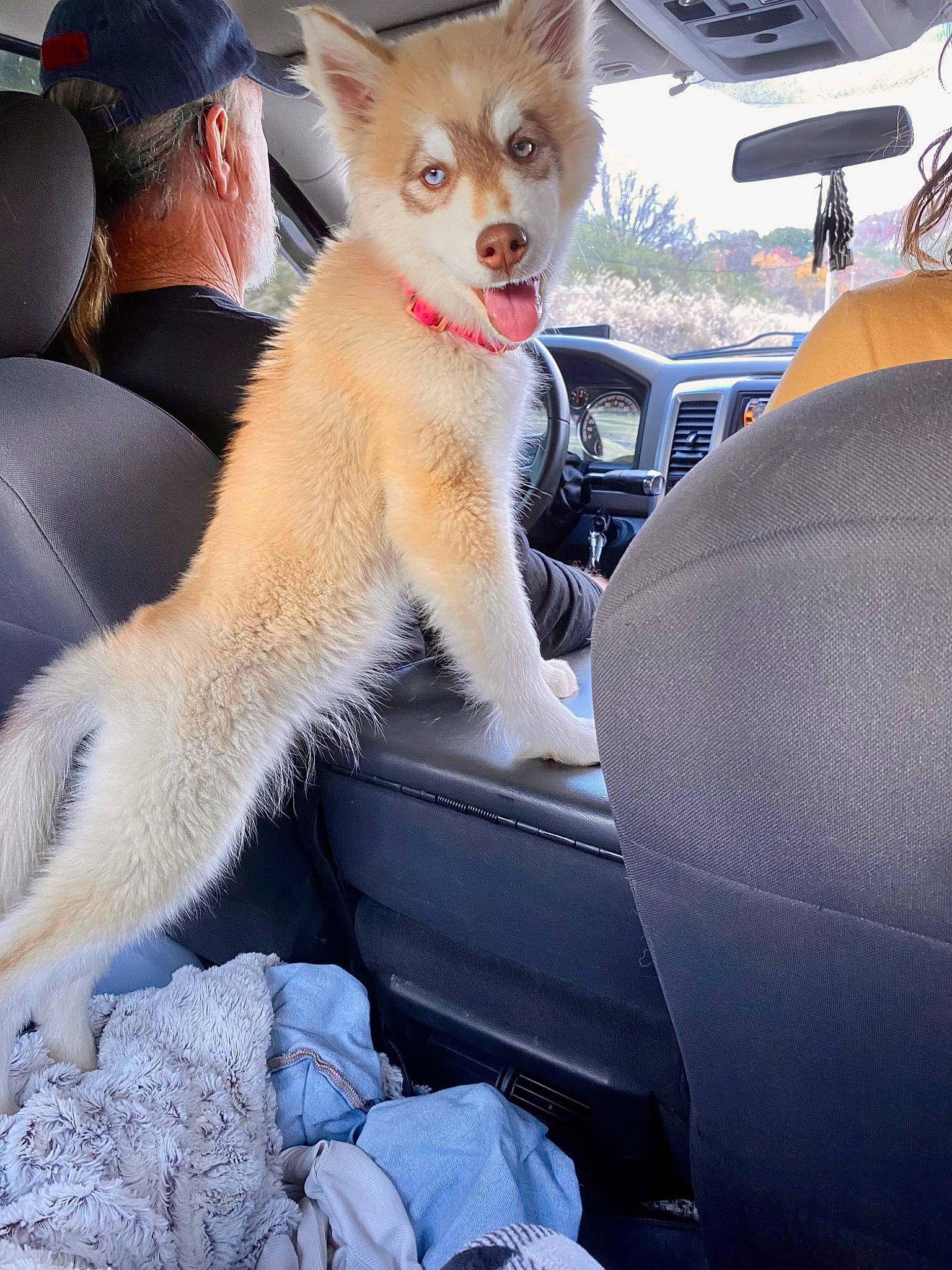 Cinnamon joined the competition — help win amazing prizes! auto_part, automotive_design, automotive_exterior, car, car_seat, car_seat_cover, carnivore, companion_dog, fawn, fur, head_restraint, hood, motor_vehicle, personal_luxury_car, sky, steering_wheel, terrestrial_animal, vehicle, windscreen_wiper, windshield