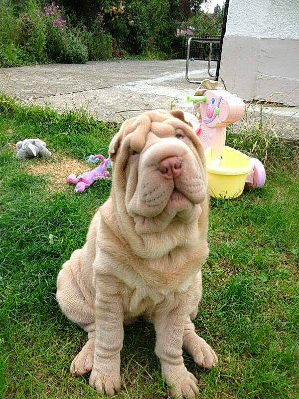 Mia is registered to the contest to win money with this photo: ancient_dog_breeds, canidae, carnivore, companion_dog, dog, dog_breed, fawn, grass, korean_mastiff, mammal, neapolitan_mastiff, non_sporting_group, old_english_bulldog, ori_pei, shar_pei, sporting_group, toy_bulldog, vertebrate, wrinkle