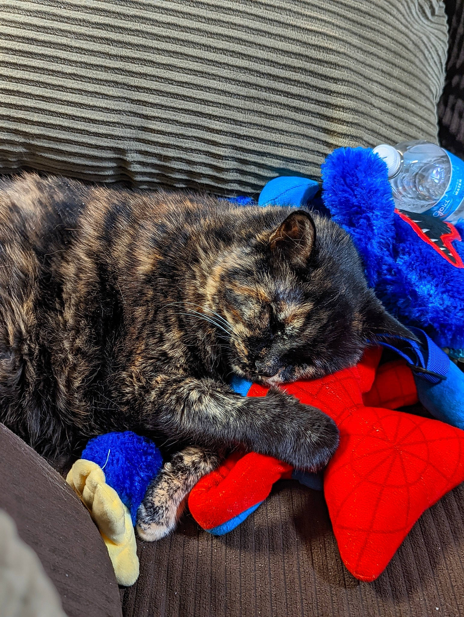 Ali joined the competition — help win amazing prizes! black_cat, carnivore, cat, claw, comfort, dog_breed, domestic_short_haired_cat, electric_blue, felidae, foot, fur, lap, nap, paw, sleep, small_to_medium_sized_cats, snout, tail, terrestrial_animal, whiskers