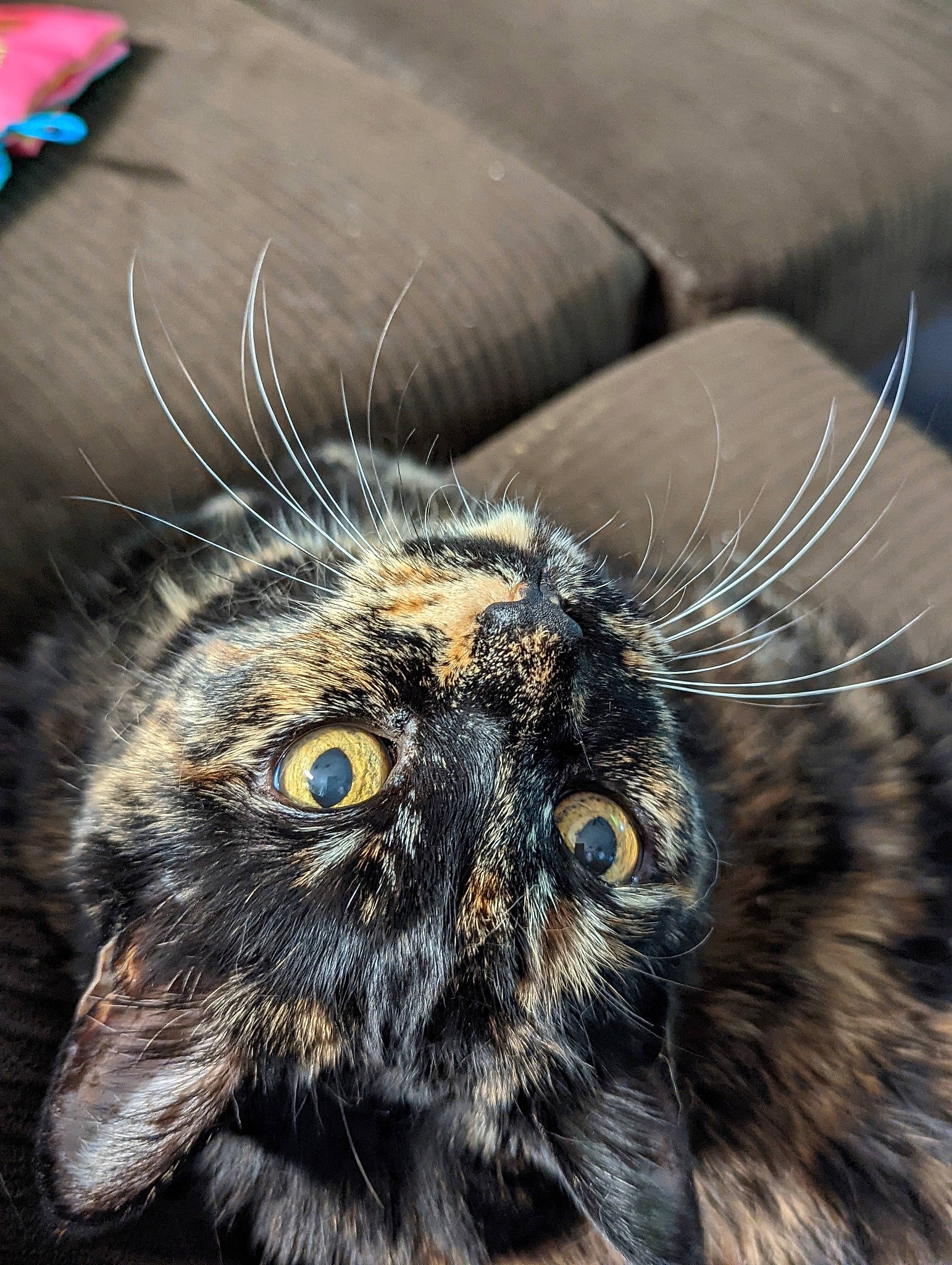 Ali joined the competition — help win amazing prizes! carnivore, cat, claw, close_up, domestic_short_haired_cat, felidae, fur, macro_photography, paw, photography, small_to_medium_sized_cats, snout, terrestrial_animal, whiskers, wildlife