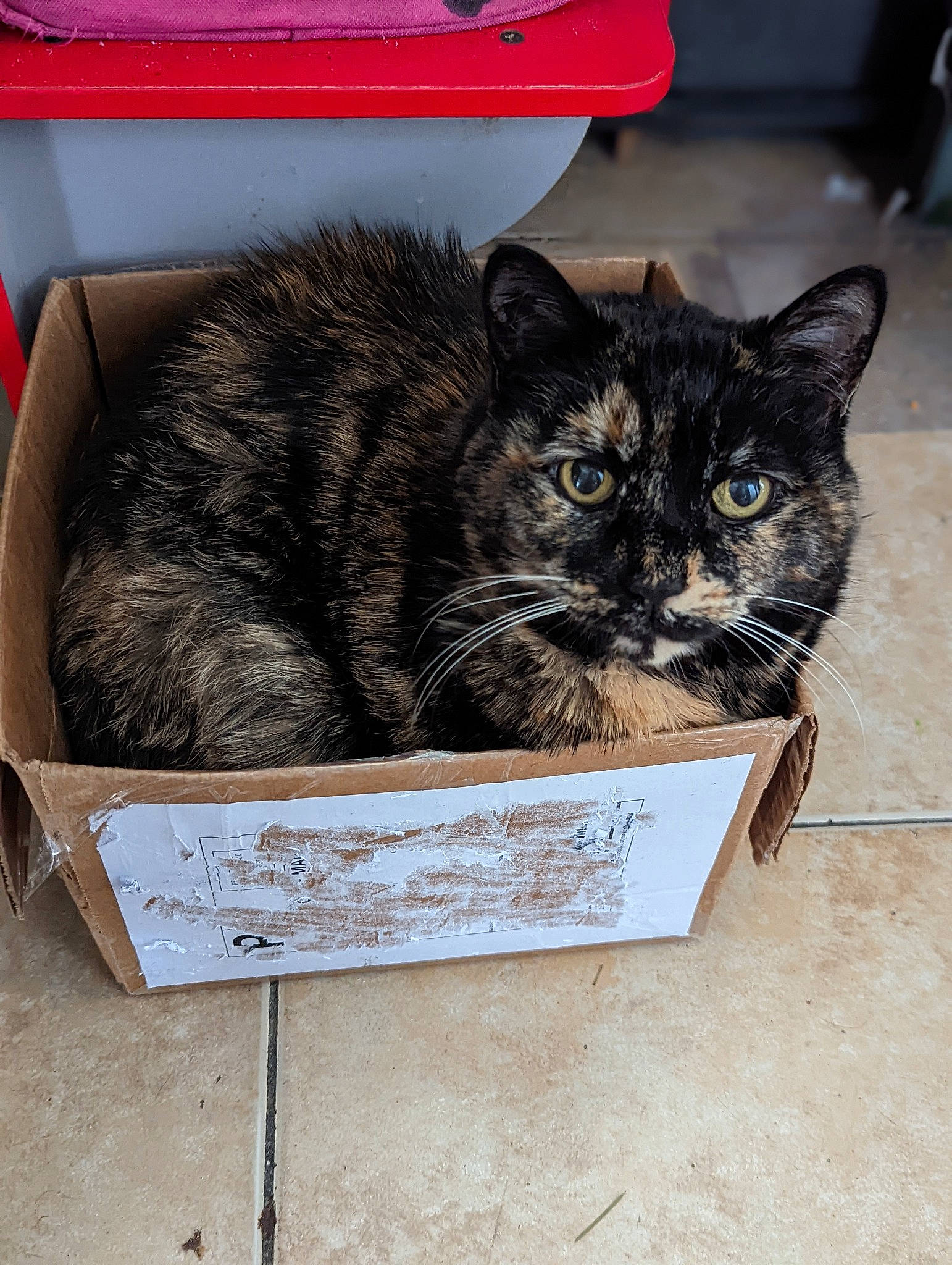 Ali joined the competition — help win amazing prizes! basket, box, cardboard, carnivore, carton, cat, cat_supply, domestic_short_haired_cat, felidae, fur, packaging_and_labeling, packing_materials, paper_product, shipping_box, small_to_medium_sized_cats, snout, whiskers, window, wood
