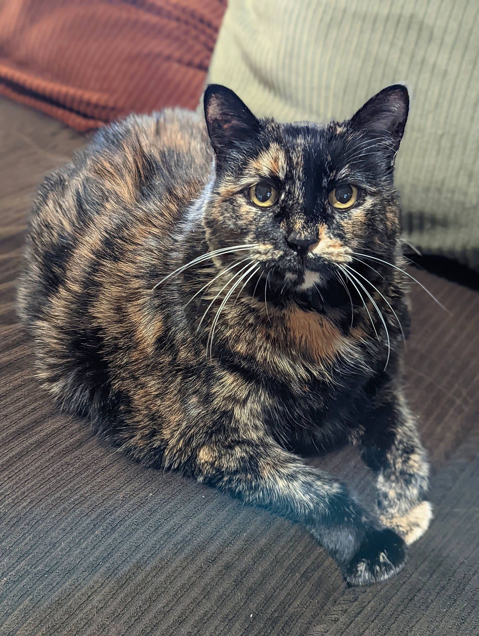 Ali is registered to the contest to win money with this photo: automotive_tire, carnivore, cat, claw, couch, domestic_short_haired_cat, felidae, fur, grass, monochrome_photography, paw, road_surface, sitting, small_to_medium_sized_cats, snout, tail, terrestrial_animal, whiskers