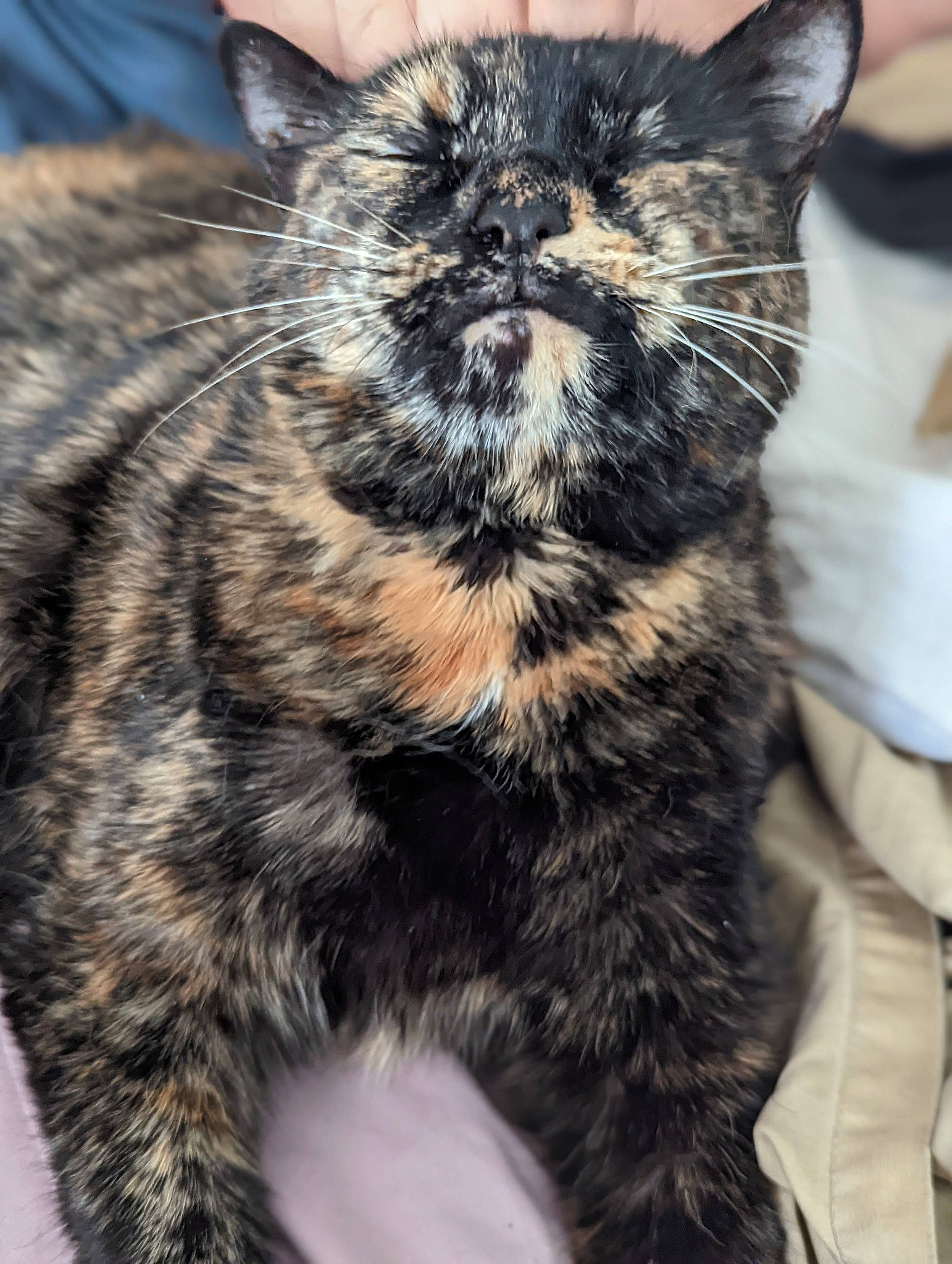 Ali joined the competition — help win amazing prizes! black_cat, carnivore, cat, claw, domestic_short_haired_cat, felidae, fur, paw, photography, small_to_medium_sized_cats, snout, terrestrial_animal, whiskers