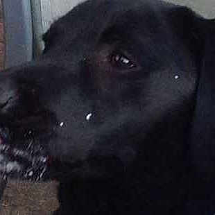 Shadow is registered to the contest to win money with this photo: