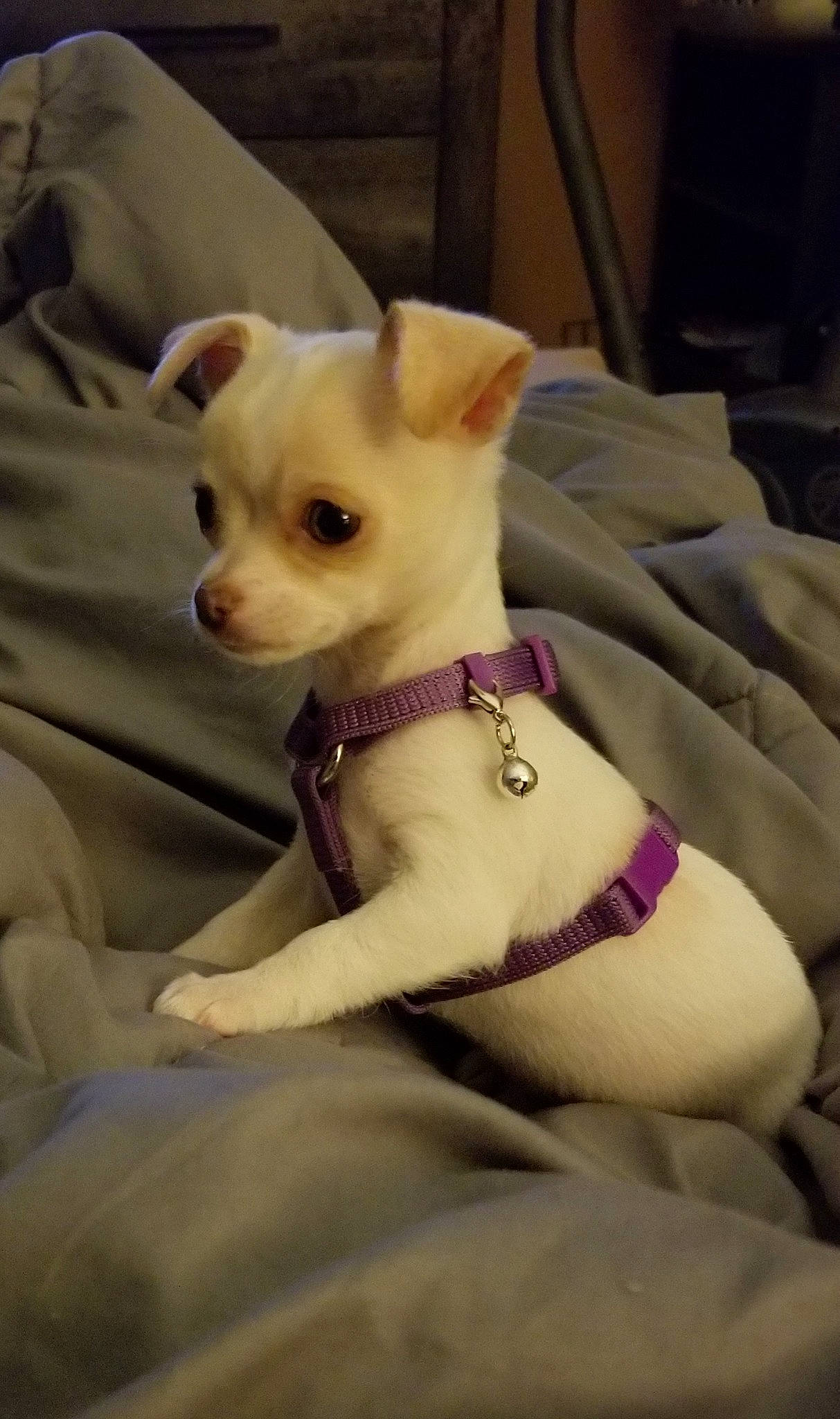Elsa is registered to the contest to win money with this photo: canidae, carnivore, chihuahua, companion_dog, corgi_chihuahua, dog, dog_breed, ear, fawn, mammal, puppy, skin, snout, toy_dog, vertebrate