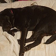 Shadow is registered to the contest to win money with this photo: animal, bed, black_dog, blanket, canine, comfort, cozy, dog, domestic, drawer, fur, furniture, household, indoor, paw, pet, quiet, relaxation, resting, sleeping
