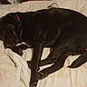 animal, bed, black_dog, blanket, canine, comfort, cozy, dog, domestic, drawer, fur, furniture, household, indoor, paw, pet, quiet, relaxation, resting, sleeping