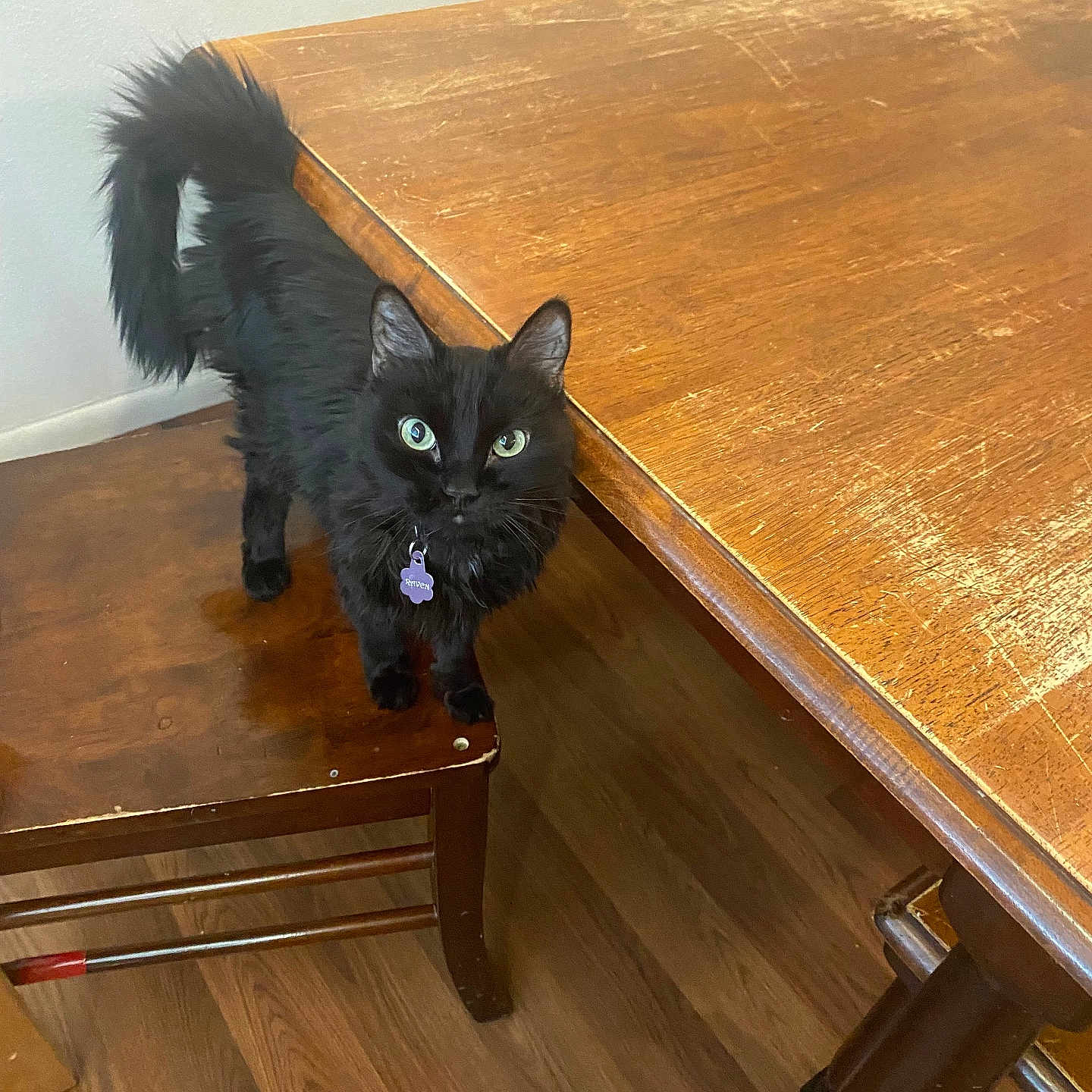 Raven is registered to the contest to win money with this photo: animal, black_cat, cat, chair, collar, curious, domestic_animal, feline, floor, fur, furniture, green_eyes, home, indoor, looking_up, pet, tag, tail, wooden_floor, wooden_table