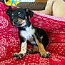 puppy, dog, black_and_tan, blanket, red, patterned, paw, cute, pet, indoor, couch, relaxing, human_legs, home, fur, animal, small_dog, comfort, resting, closeup