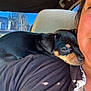 Bella is registered to the contest to win money with this photo: puppy, dog, person, shoulder, car, car_seat, black_shirt, resting, close_up, snuggling, window, daylight, outdoor_view, face, pet, cute, small_dog, animal, companion, relaxing