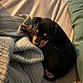 Bella joined the competition — help win amazing prizes! puppy, dog, sleeping, bed, blanket, pillow, cozy, indoor, resting, cute, animal, pet, black_and_tan, fur, nap, soft, warm_light, relaxing, comfort, small