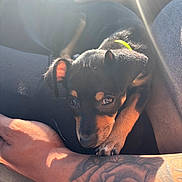 Bella joined the competition — help win amazing prizes! puppy, dog, pet, tattoo, arm, hand, sunlight, flare, closeup, black_and_tan, fur, comfort, cuddle, animal, cute, domestic_animal, young, resting, indoors, collar