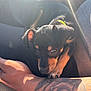 puppy, dog, pet, tattoo, arm, hand, sunlight, flare, closeup, black_and_tan, fur, comfort, cuddle, animal, cute, domestic_animal, young, resting, indoors, collar
