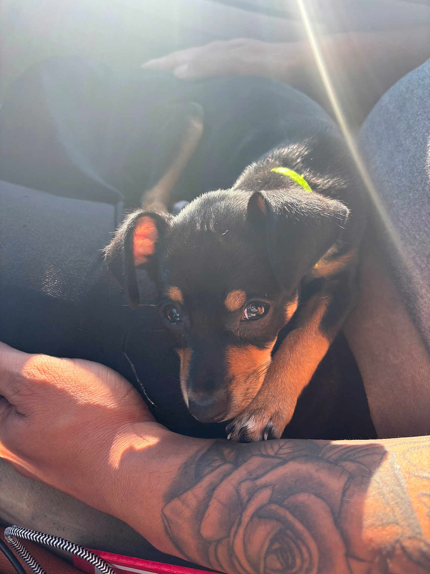 Bella