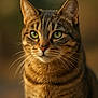 animal, cat, close_up, cute, domestic_cat, ears, face, feline, focused, fur, green_eyes, head, mammal, nature, outdoor, pet, portrait, soft_background, tabby_cat, whiskers