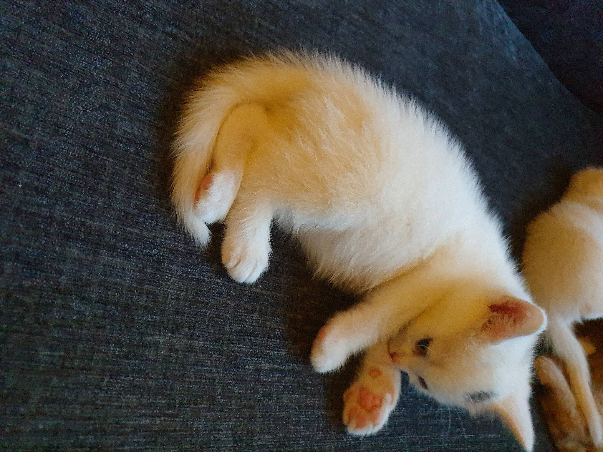 Lucy joined the competition — help win amazing prizes! carnivore, cat, claw, comfort, companion_dog, dog_breed, fawn, felidae, flooring, foot, fur, paw, small_to_medium_sized_cats, snout, sporting_group, tail, terrestrial_animal, whiskers, wood, woven_fabric