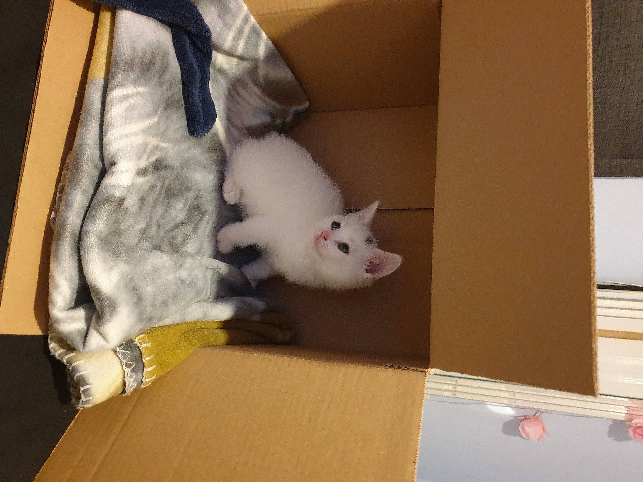 Lucy joined the competition — help win amazing prizes! box, canidae, cardboard, carmine, carnivore, cat, comfort, companion_dog, domestic_short_haired_cat, fawn, felidae, fur, hardwood, paw, room, shipping_box, small_to_medium_sized_cats, tail, whiskers, wood