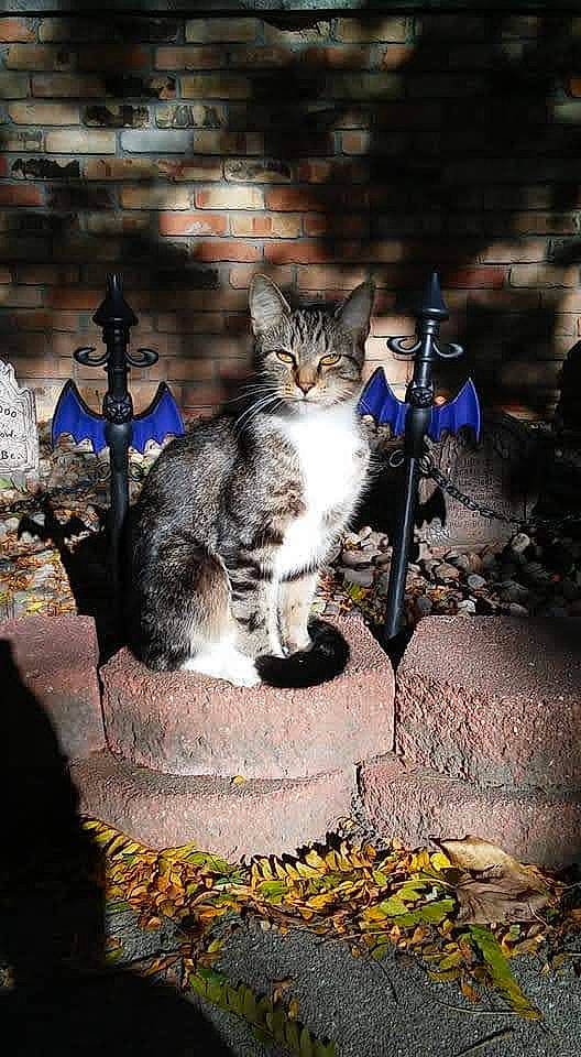 Jinxy joined the competition — help win amazing prizes! carnivore, cat, city, darkness, domestic_short_haired_cat, felidae, fur, grass, organism, plant, road, road_surface, sitting, small_to_medium_sized_cats, snout, street, sunlight, tail, tree, whiskers