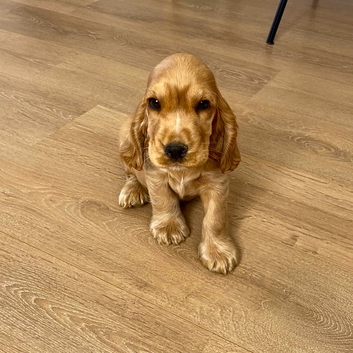 Vimpy a rejoint le concours — aidez-le/la à gagner de superbes lots ! animal, canine, cockerspaniel, dog, goldenretriever, hardwood, hound, indoors, interiordesign, papillon, pet, plywood, puppy, wood