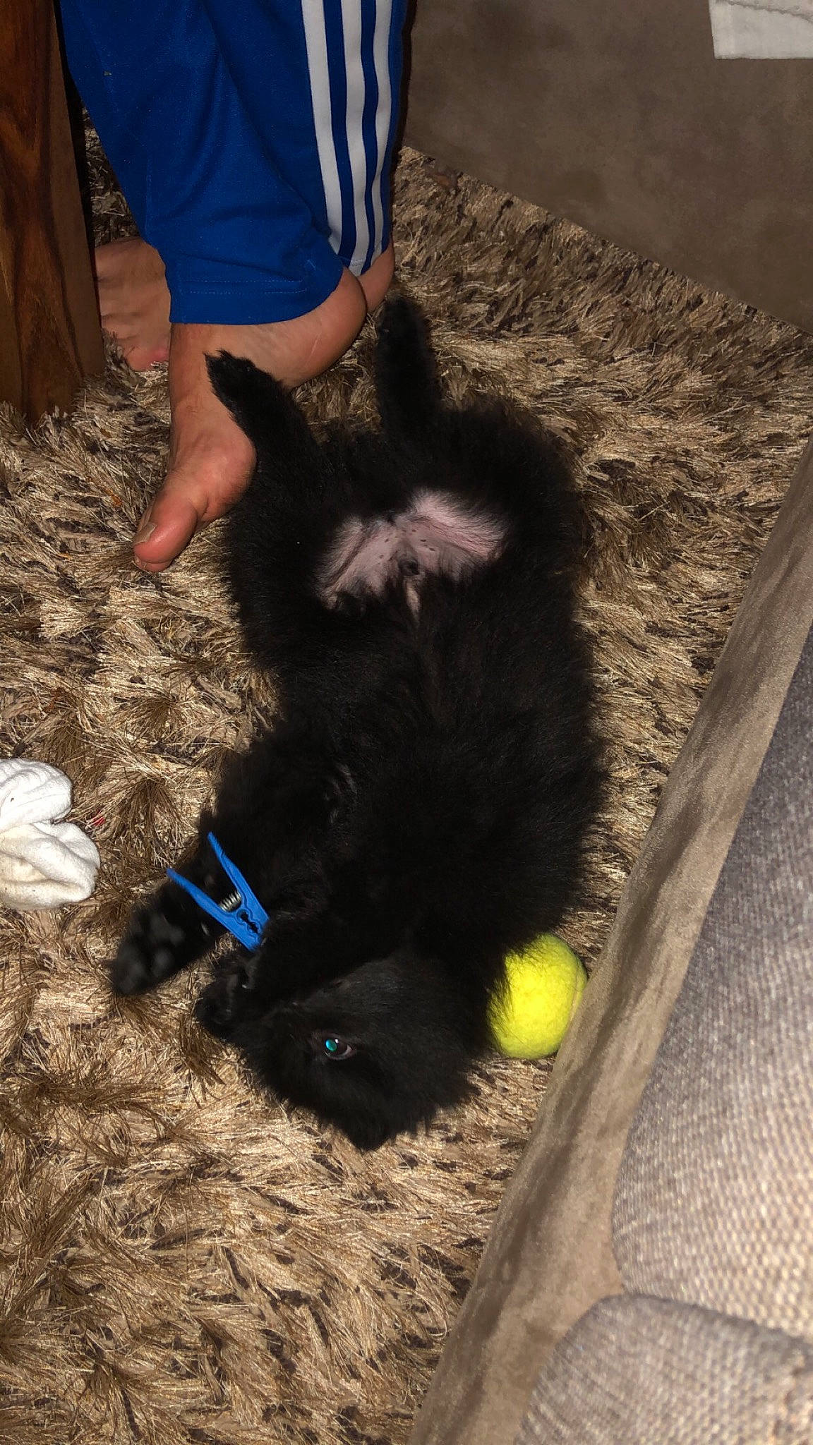 Pom a rejoint le concours — aidez-le/la à gagner de superbes lots ! canidae, carnivore, dog, dog_breed, fur, non_sporting_group, puppy, schipperke, sporting_group, tail