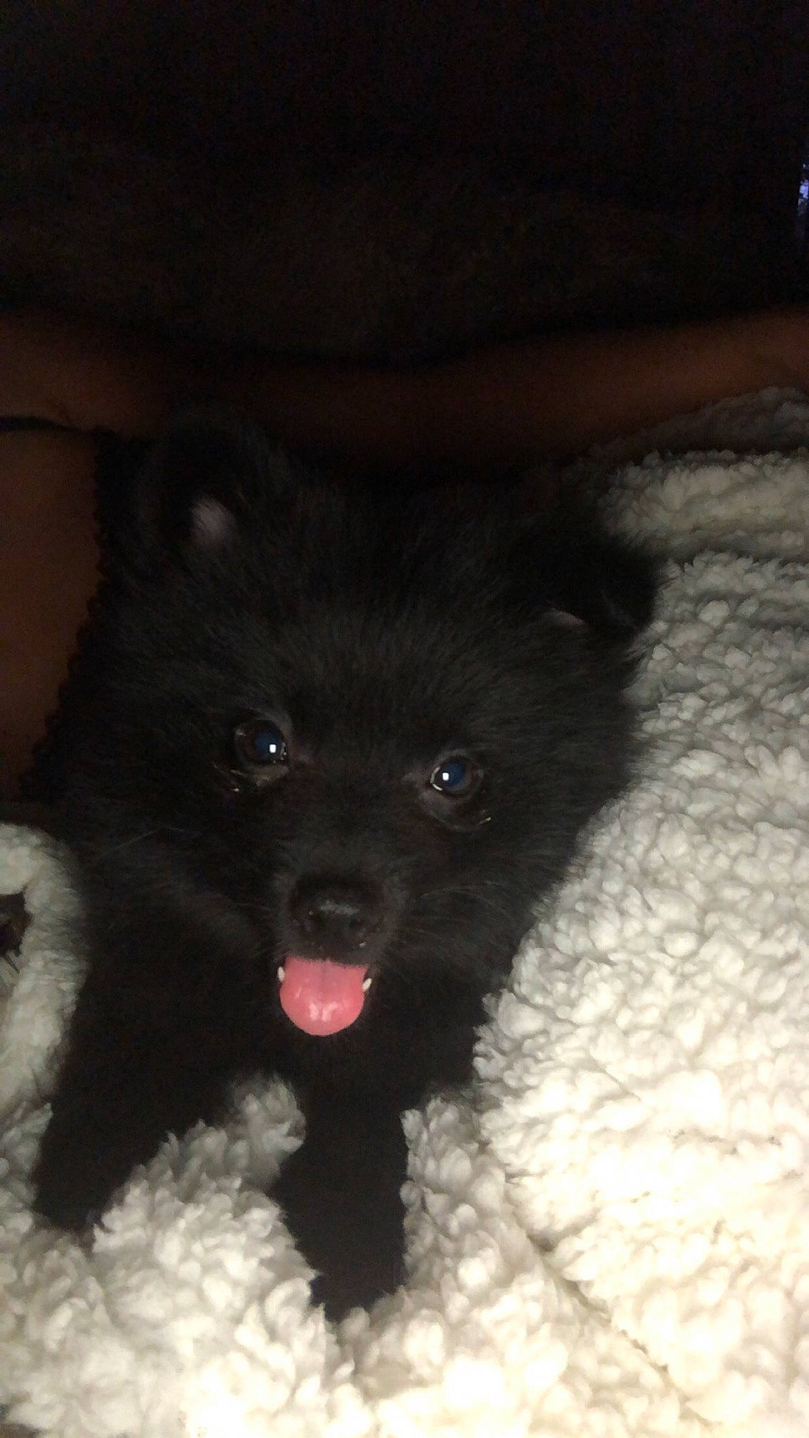 Pom participe au concours pour gagner de l'argent avec cette photo : black, canidae, carnivore, companion_dog, dog, dog_breed, fawn, german_spitz_klein, german_spitz_mittel, mammal, non_sporting_group, pomeranian, puppy, schipperke, snout, spitz, toy_dog, vertebrate, whiskers