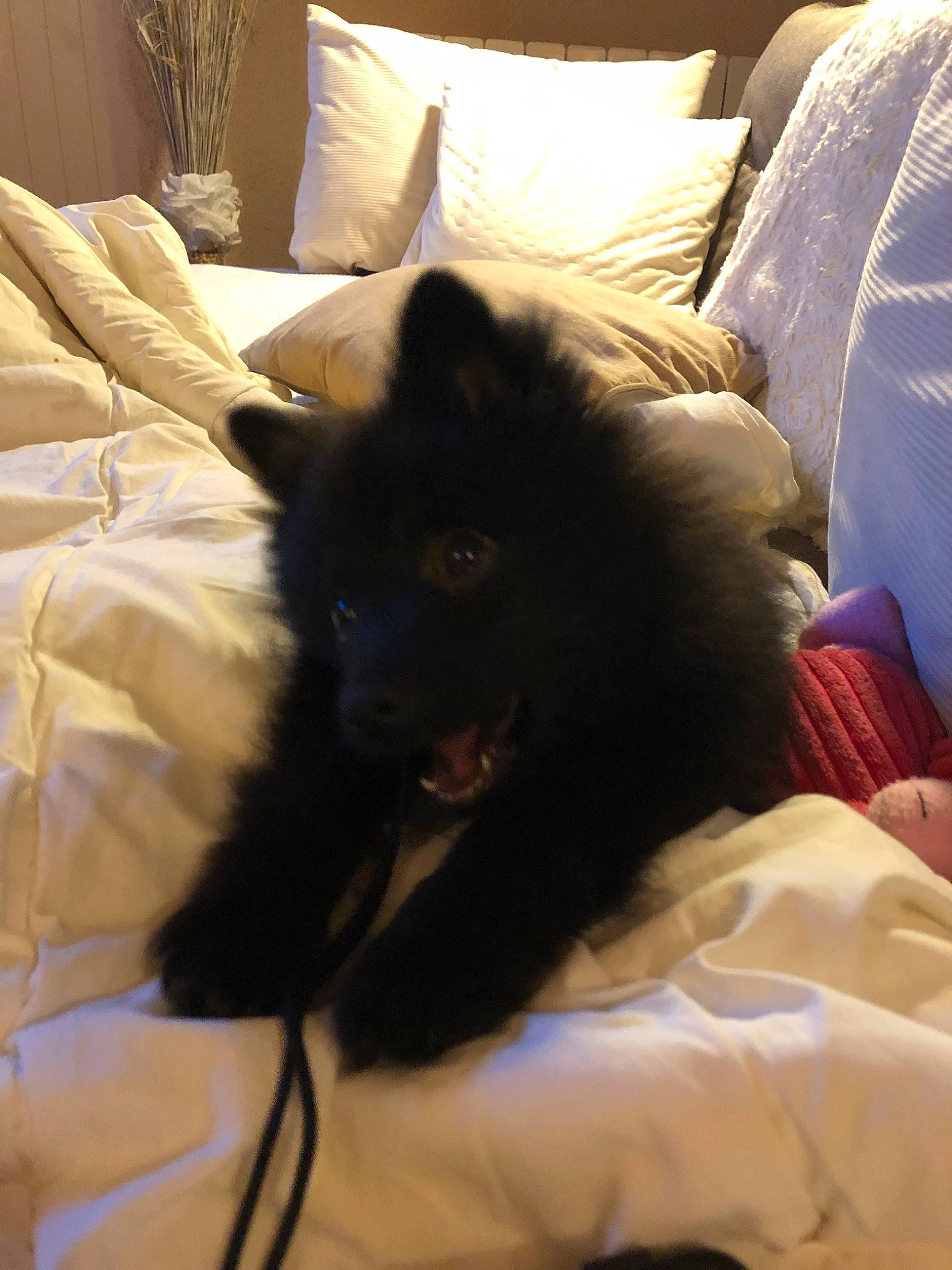 Pom a rejoint le concours — aidez-le/la à gagner de superbes lots ! canidae, carnivore, companion_dog, dog, dog_breed, german_spitz_mittel, keeshond, mammal, non_sporting_group, pomeranian, schipperke, spitz, swedish_lapphund, vertebrate