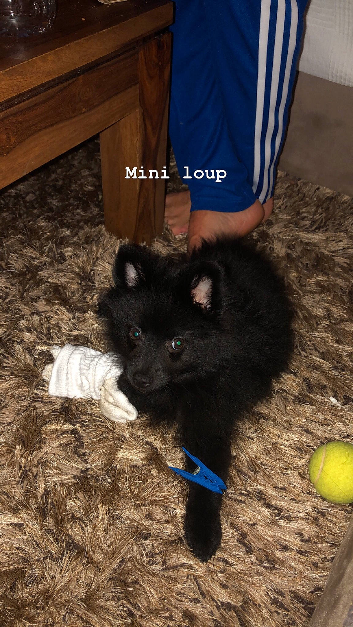 Pom participe au concours pour gagner de l'argent avec cette photo : black, canidae, carnivore, dog, dog_breed, german_spitz, german_spitz_klein, german_spitz_mittel, keeshond, mammal, non_sporting_group, pomeranian, puppy, schipperke, spitz, swedish_lapphund, vertebrate