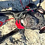 Dakota is registered to the contest to win money with this photo: canidae, carmine, carnivore, collar, dog, dog_breed, dog_collar, dog_supply, electric_blue, fashion_accessory, fawn, leash, non_sporting_group, pet_supply, snout, soil, sporting_group, terrestrial_animal, working_animal, working_dog