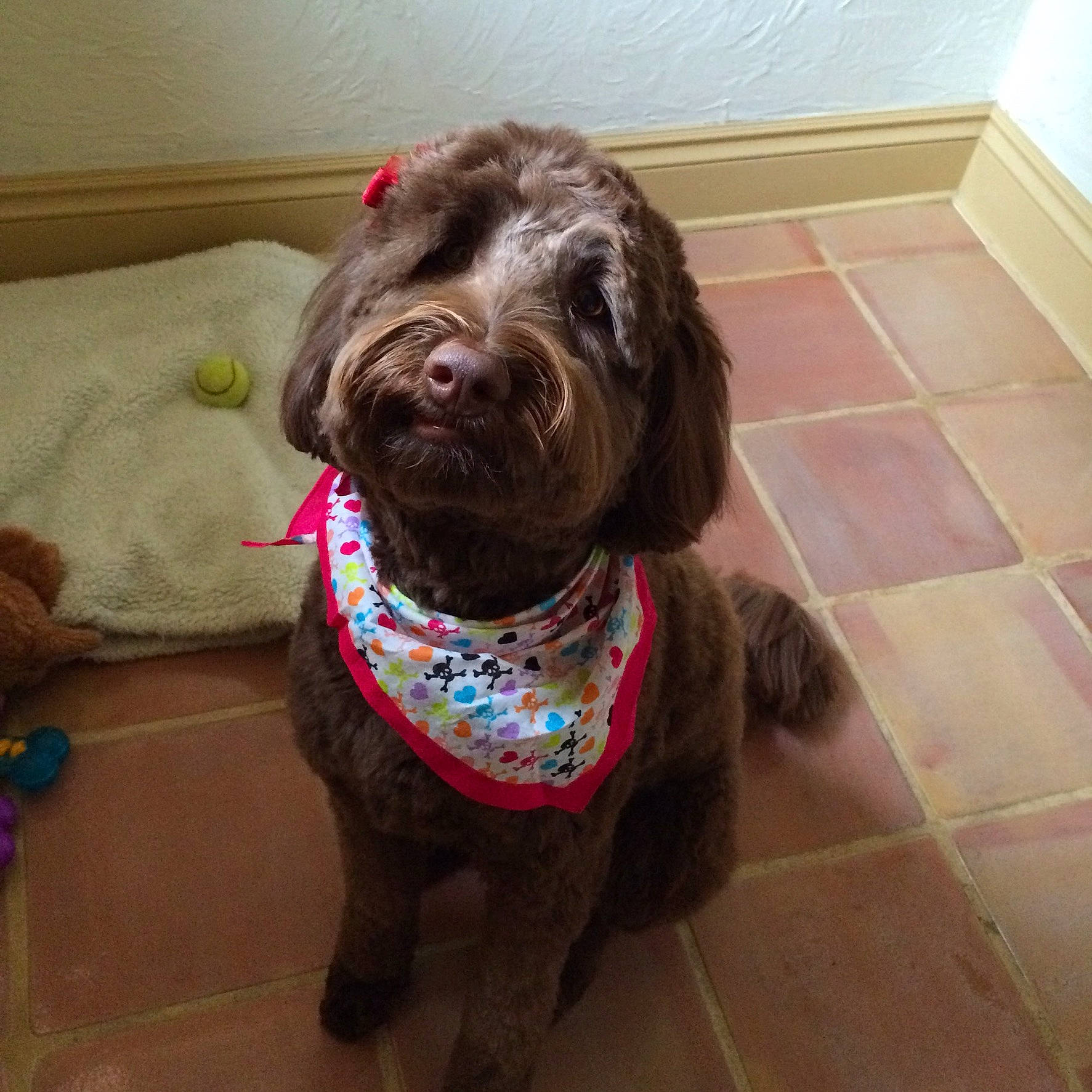 Georgia joined the competition — help win amazing prizes! braque_francais, canidae, carnivore, collar, companion_dog, dog, dog_breed, dog_collar, dog_food, dog_supply, flooring, fur, gun_dog, liver, pet_supply, snout, sporting_group, tile_flooring, water_dog, working_animal