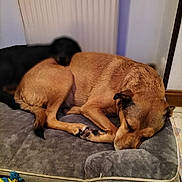 Loki a rejoint le concours — aidez-le/la à gagner de superbes lots ! dog, sleeping, pet_bed, tan_dog, black_dog, indoor, floor, tile, toy, rope_toy, resting, cozy, animal, fur, paw, relaxed, canine, companion, home, quiet