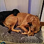 dog, sleeping, pet_bed, tan_dog, black_dog, indoor, floor, tile, toy, rope_toy, resting, cozy, animal, fur, paw, relaxed, canine, companion, home, quiet
