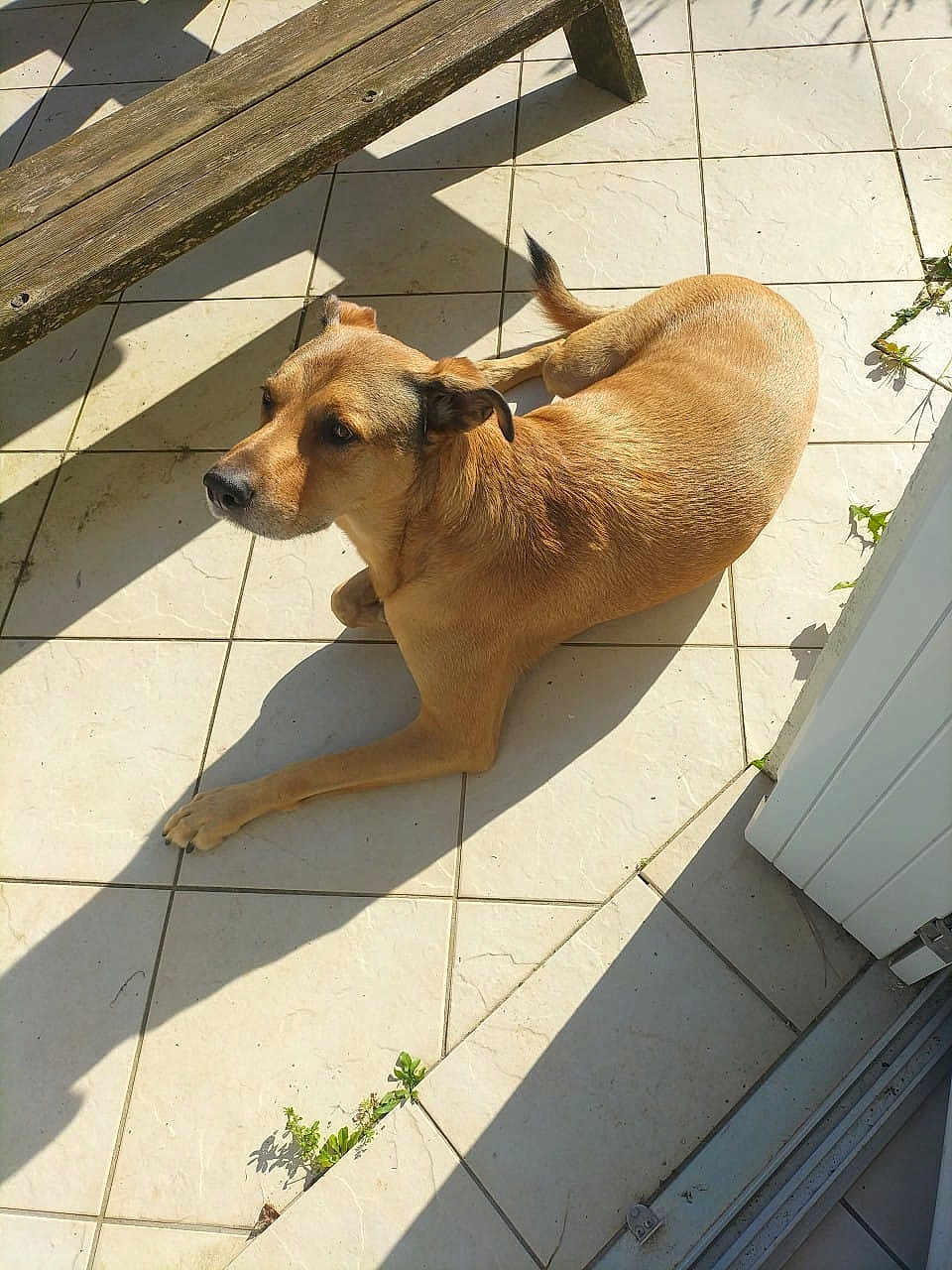 Loki