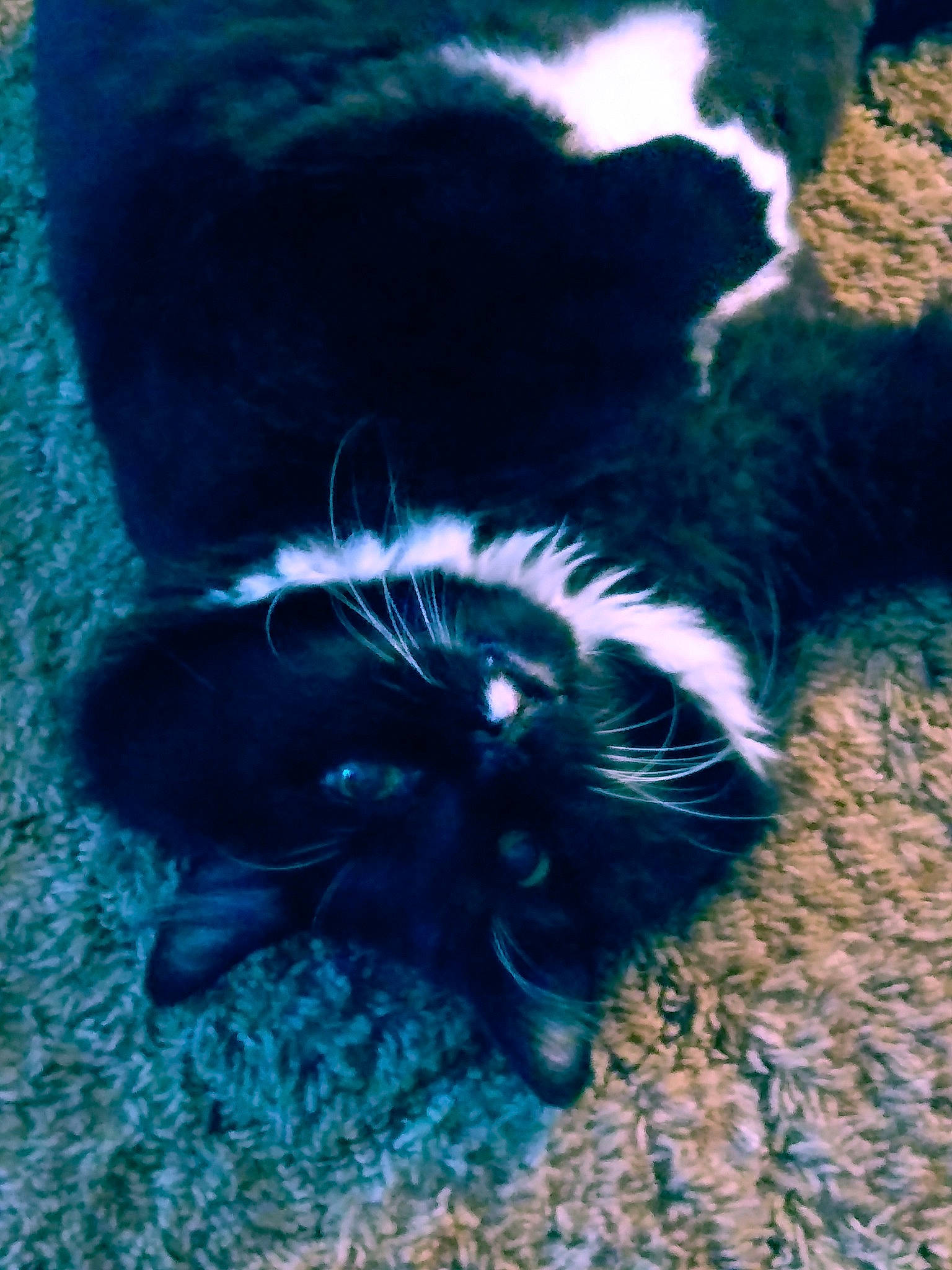 Bubba joined the competition — help win amazing prizes! black_cat, carnivore, cat, claw, close_up, dog_breed, domestic_short_haired_cat, electric_blue, felidae, foot, fur, gesture, organism, paw, small_to_medium_sized_cats, snout, sporting_group, tail, terrestrial_animal, whiskers