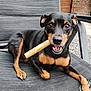 animal, black, bone, canine, chair, chewing, companion, dog, ears, fur, happy, metal, outdoor, paw, pet, playful, relaxed, seat, snout, tan