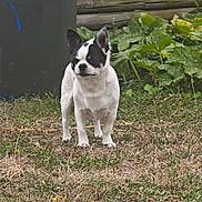 Youki participe au concours pour gagner de l'argent avec cette photo : dog, chihuahua, small_dog, black_and_white, standing, grass, backyard, plants, wooden_fence, trash_can, ears, face, alert, pet, outdoors, paws, fur, lawn, nature, companion