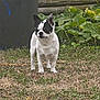 dog, chihuahua, small_dog, black_and_white, standing, grass, backyard, plants, wooden_fence, trash_can, ears, face, alert, pet, outdoors, paws, fur, lawn, nature, companion