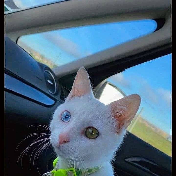 Bowie participe au concours pour gagner de l'argent avec cette photo : automotive_exterior, automotive_mirror, carnivore, cat, electronic_device, fawn, felidae, fixture, gadget, rear_view_mirror, sky, small_to_medium_sized_cats, snout, tail, television, vehicle, vehicle_door, whiskers, window, windshield